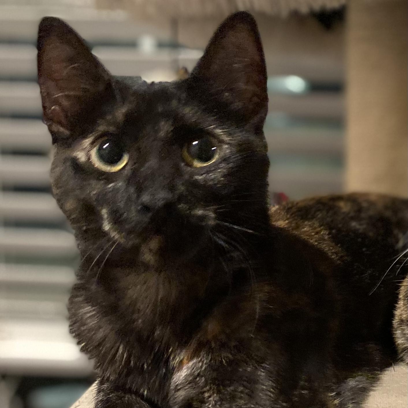 Luna, an adoptable Tortoiseshell in Calumet, MI, 49913 | Photo Image 3