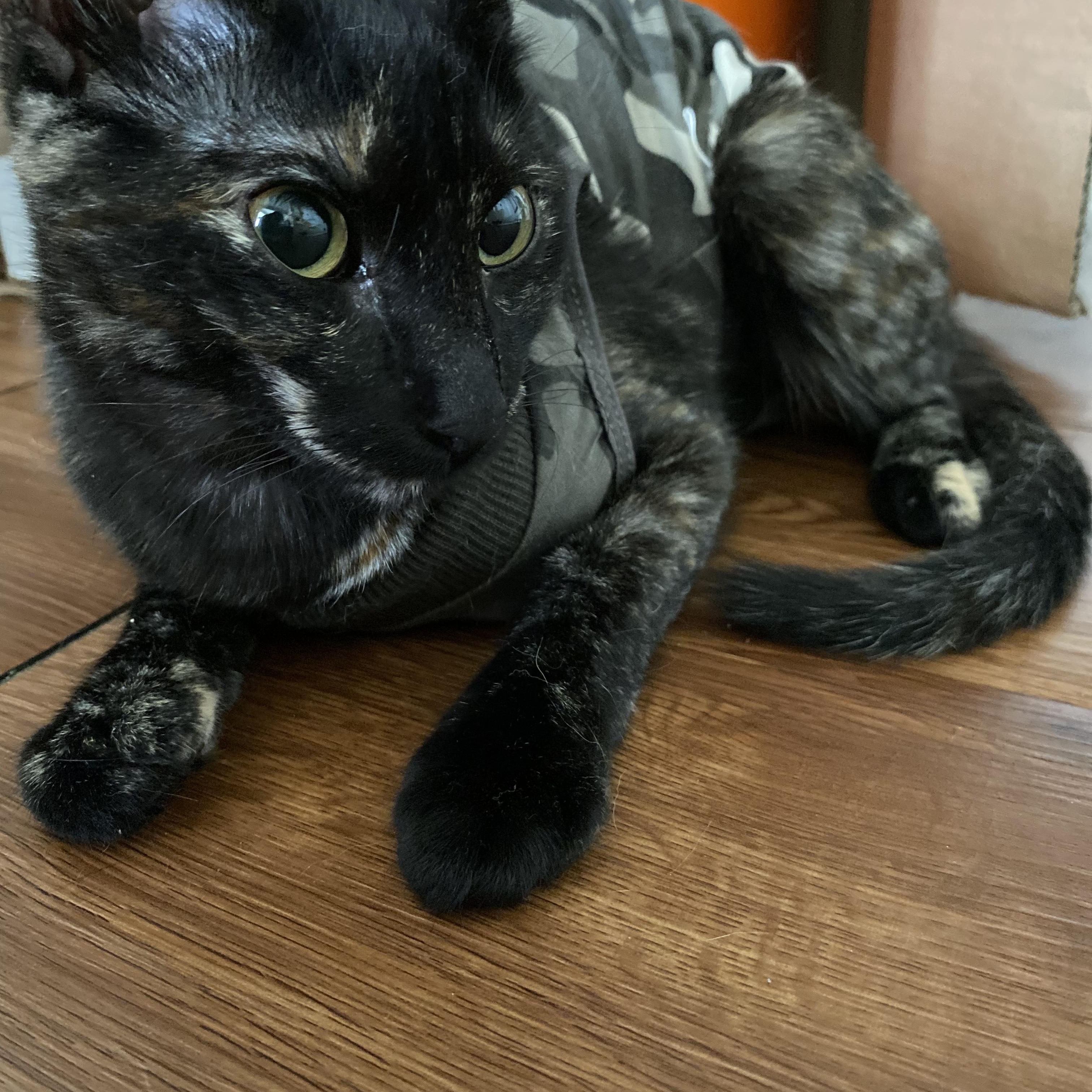 Luna, an adoptable Tortoiseshell in Calumet, MI, 49913 | Photo Image 5