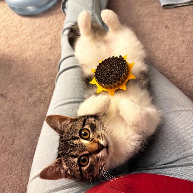 Enlarge Mari, an adopted Domestic Short Hair in Eatontown, NJ image 5/6