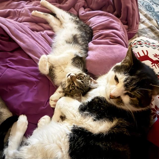 Enlarge Mari, an adopted Domestic Short Hair in Eatontown, NJ image 6/6