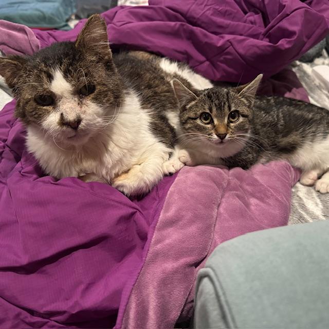 Mari, adoptable, Kitten Female Domestic Short Hair.