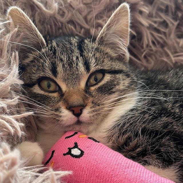 Enlarge Mari, an adopted Domestic Short Hair in Eatontown, NJ image 2/6