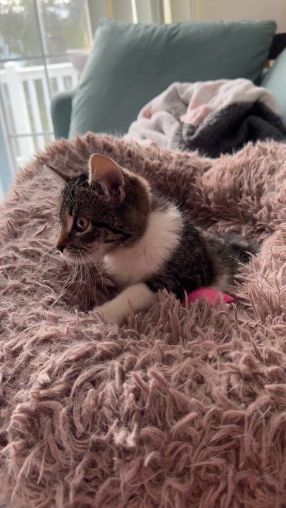 Enlarge Mari, an adopted Domestic Short Hair in Eatontown, NJ video 3/6