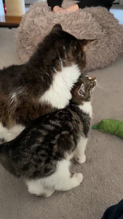 Enlarge Mari, an adopted Domestic Short Hair in Eatontown, NJ video 4/6