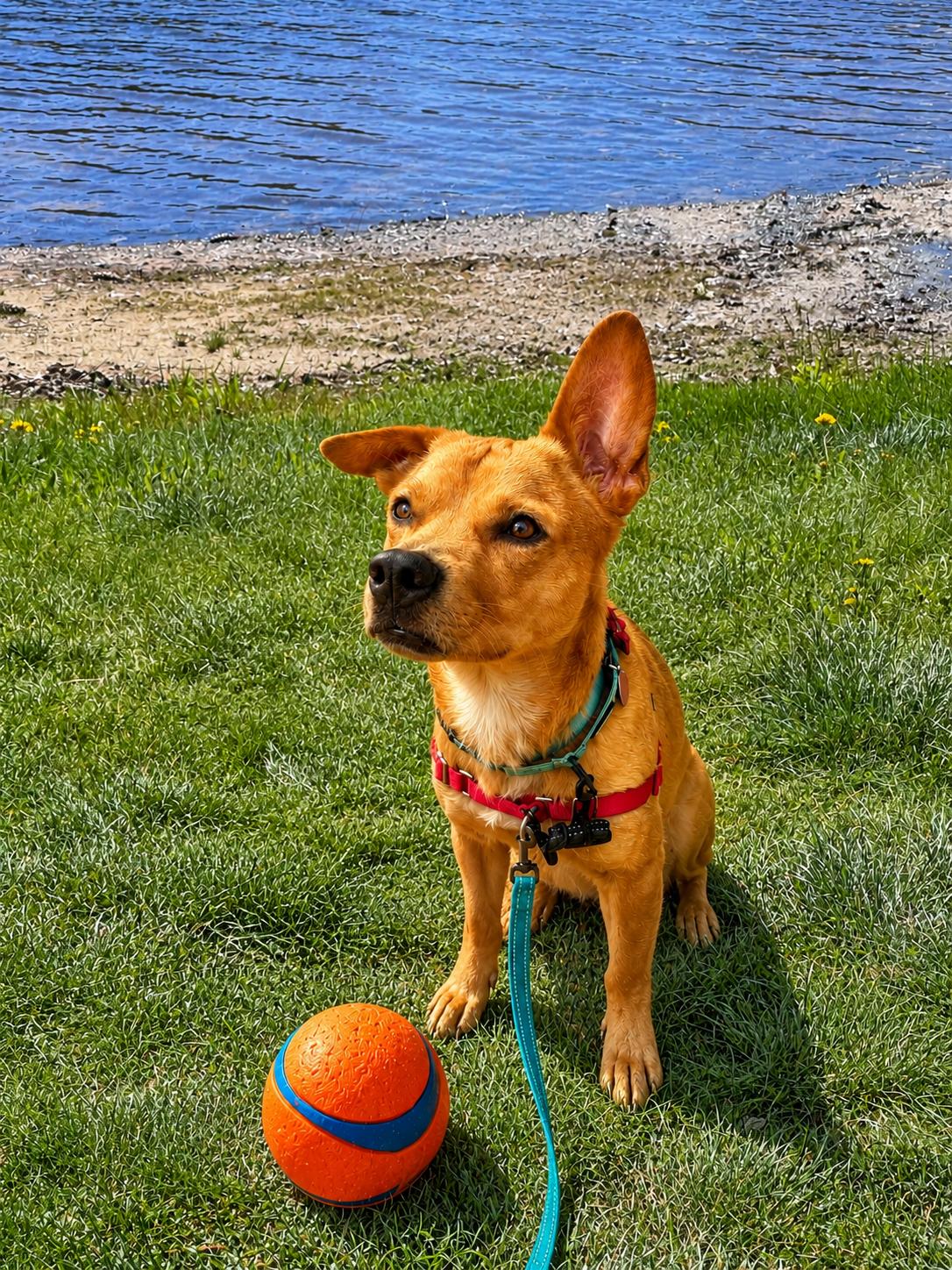 Alex, a ADOPTABLE mixed breed in Weare, NH image 4/6