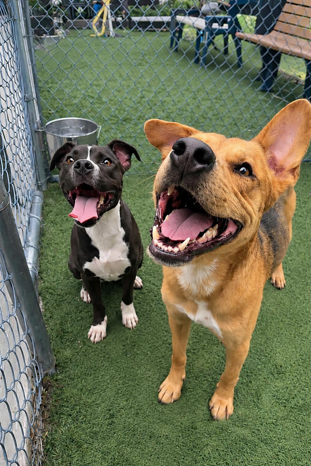 Alex, ADOPTABLE, Adult Male Labrador Retriever & Shepherd.