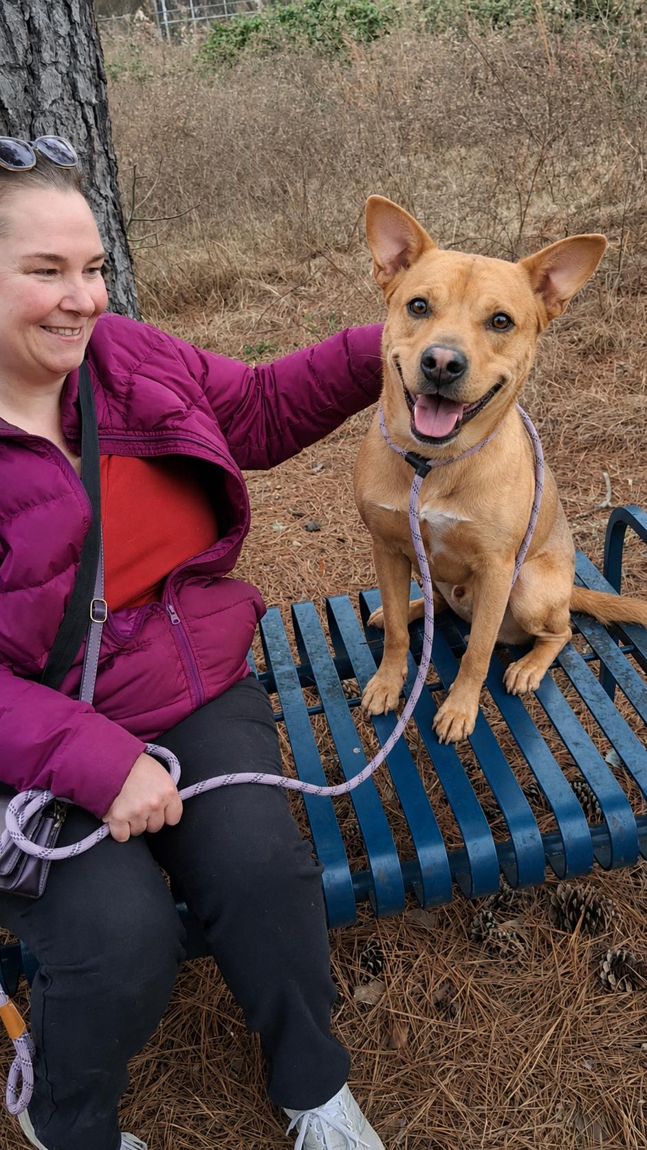 Alex, a ADOPTABLE mixed breed in Weare, NH image 6/6