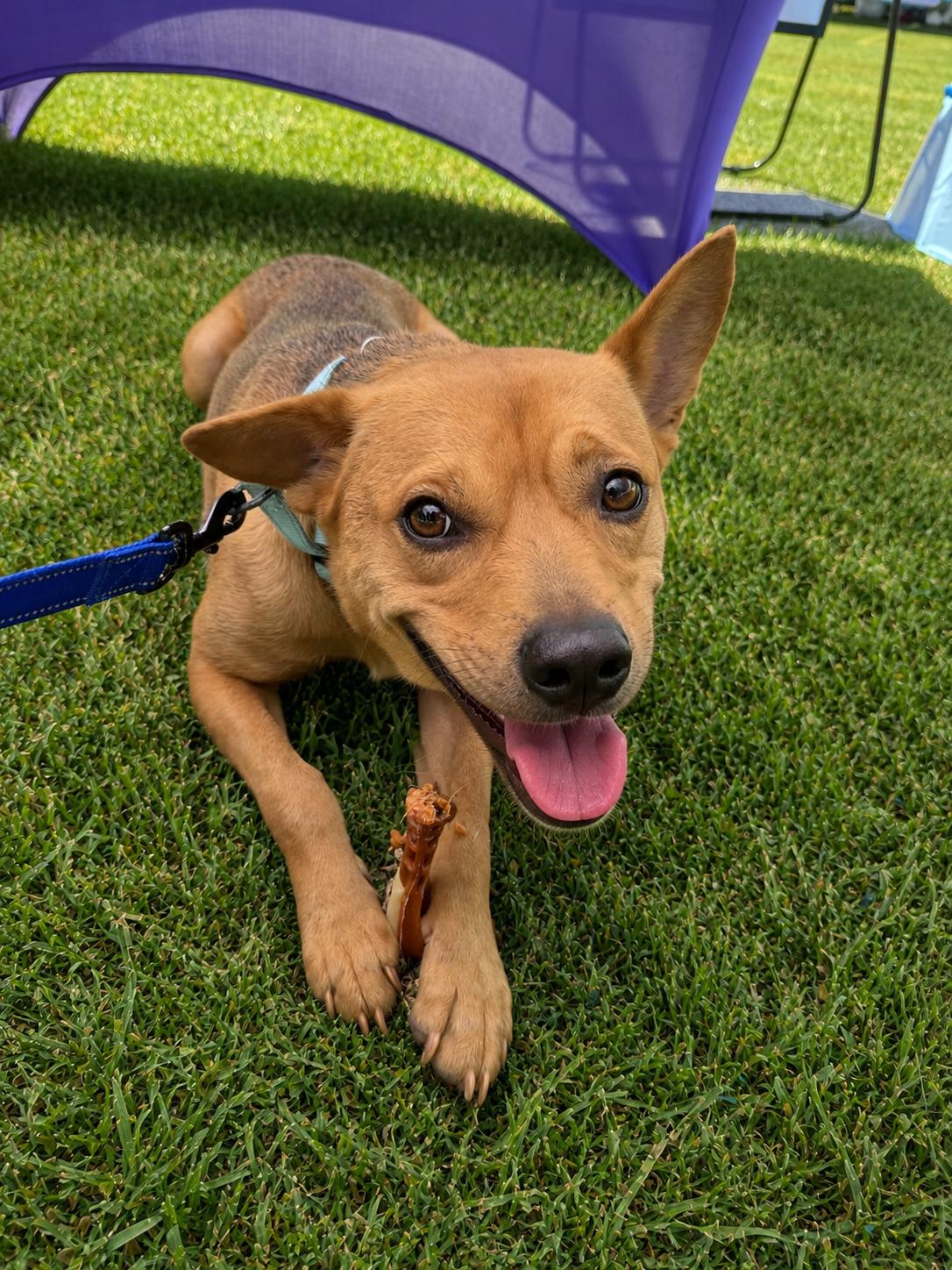 Alex, a ADOPTABLE mixed breed in Weare, NH image 3/6