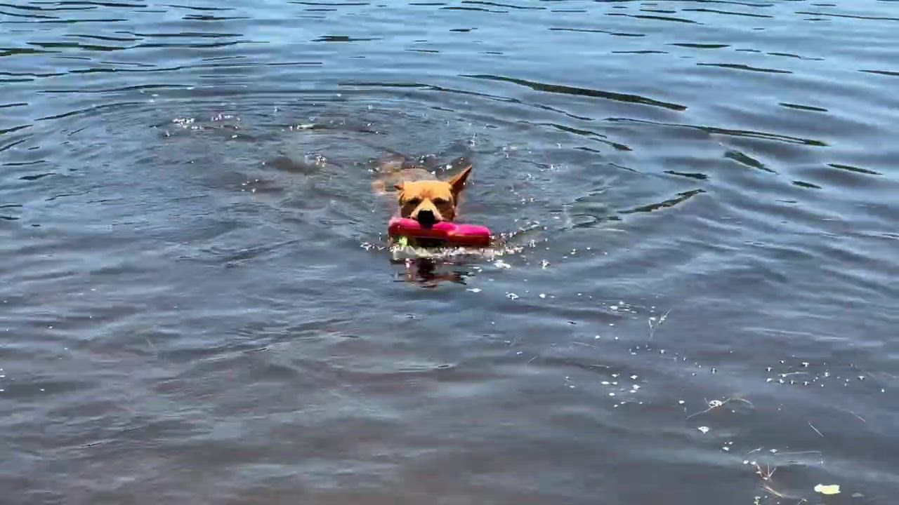 Enlarge Alex, a ADOPTABLE mixed breed in Weare, NH video 2/6