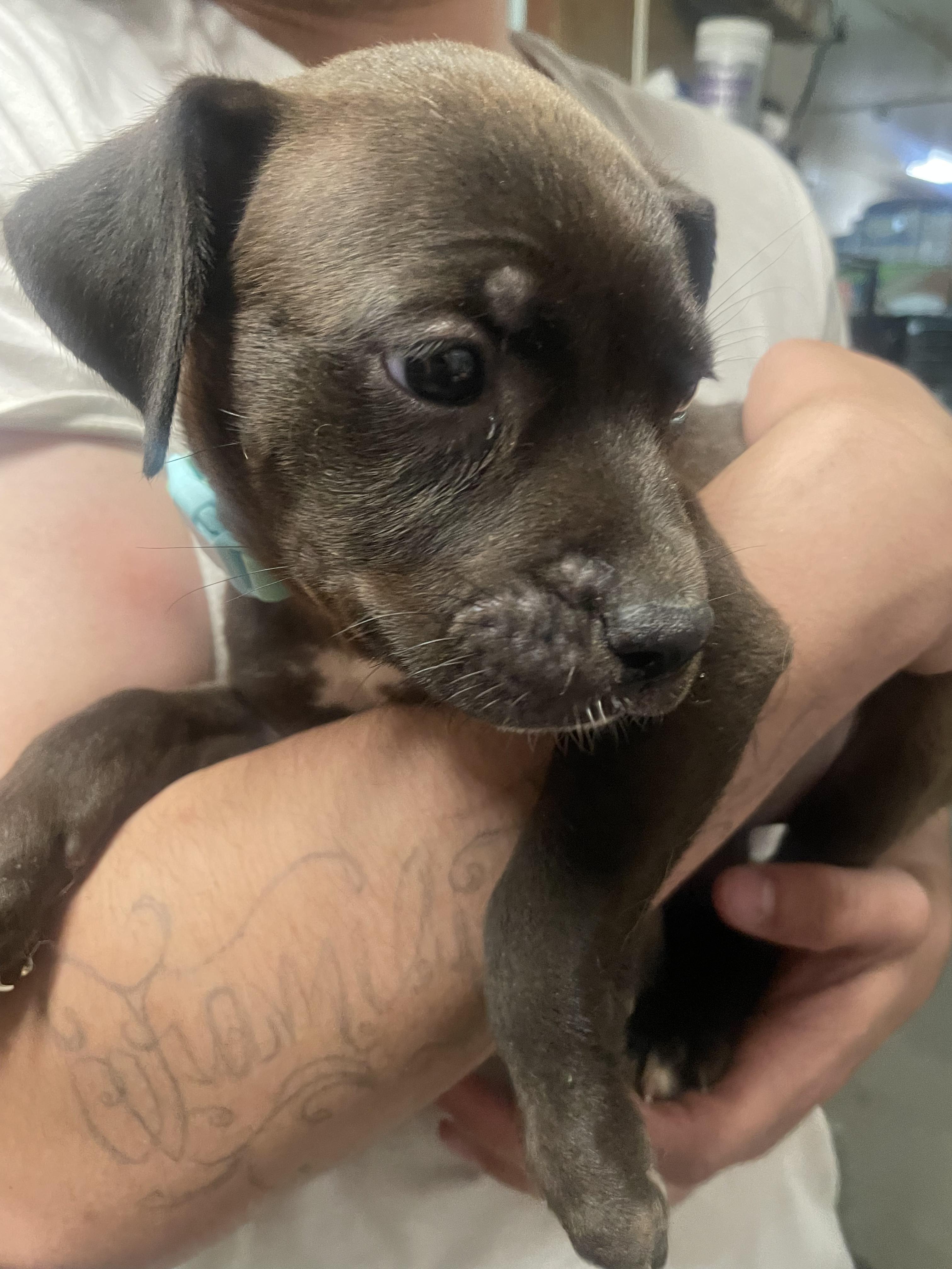 P-10 Turquoise, adopted, Puppy Female Border Collie & Pit Bull Terrier.