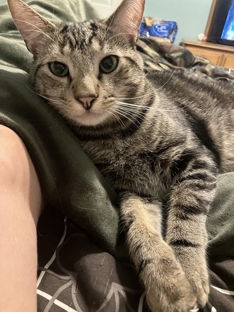 Ishmael - HANDSOME CLASSIC TABBY LAP CAT!, a Adoptable mixed breed in Franklin, WV image 1/6