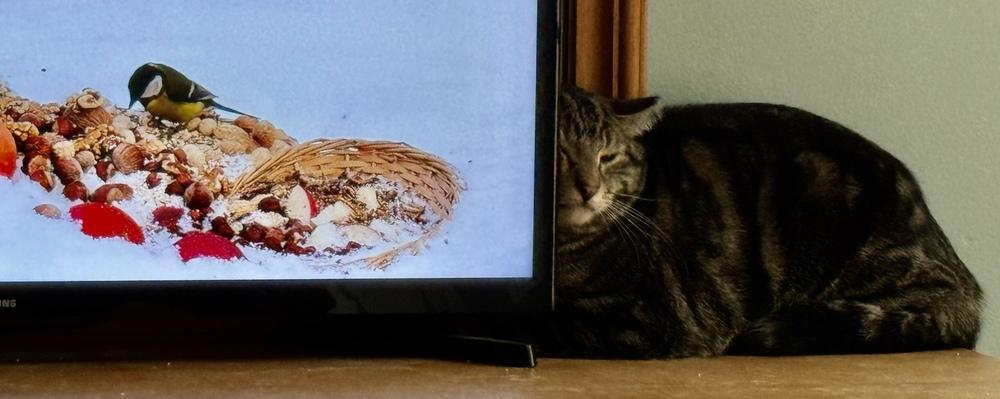 Enlarge Ishmael, a Adoptable mixed breed in Franklin, WV image 1/5