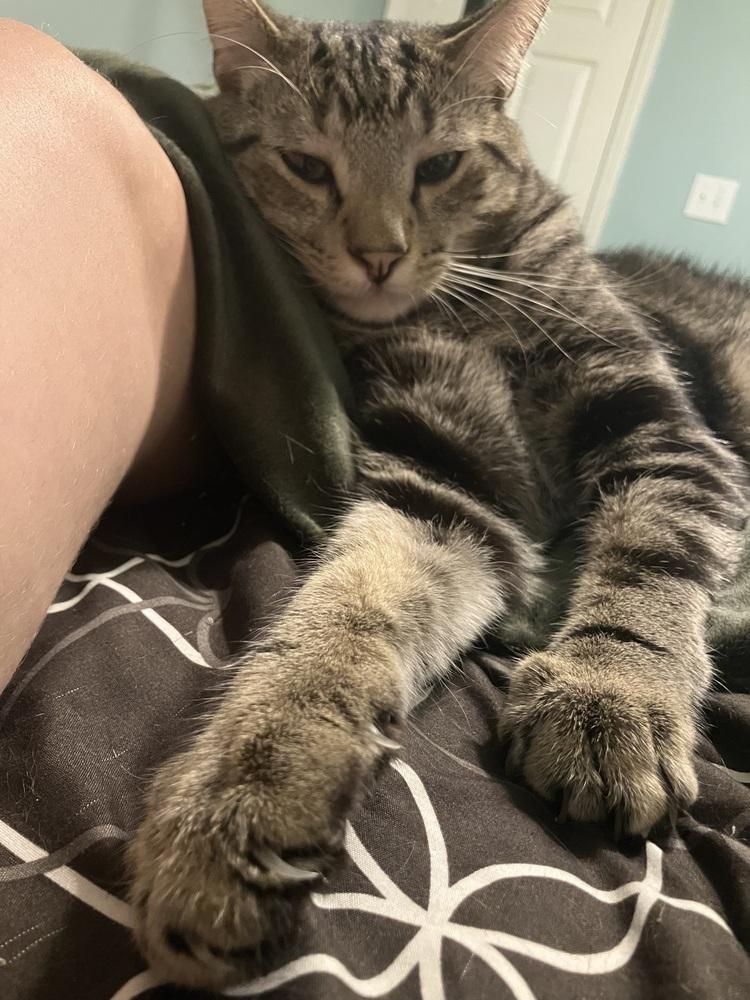 Ishmael - HANDSOME CLASSIC TABBY LAP CAT!, a Adoptable mixed breed in Franklin, WV image 2/6
