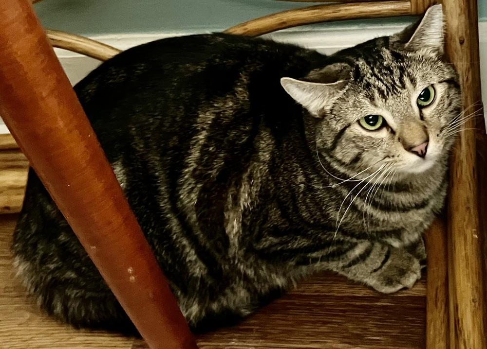 Enlarge Ishmael, a Adoptable mixed breed in Franklin, WV image 2/5