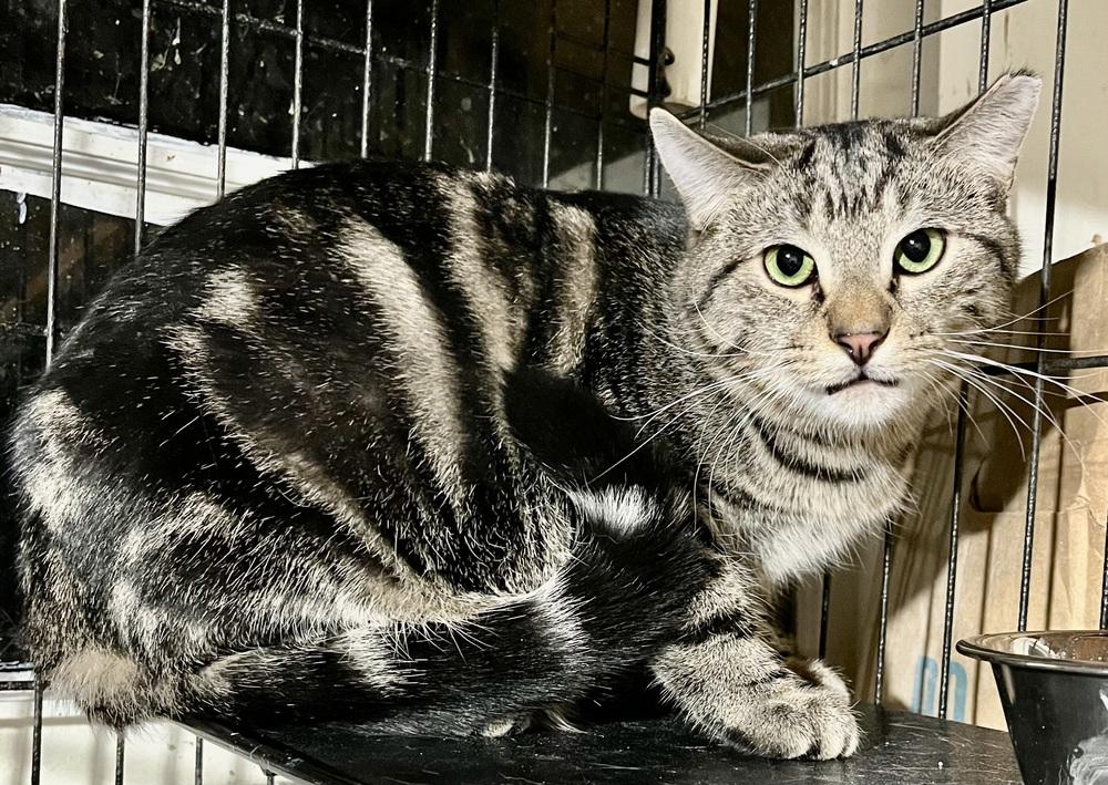 Ishmael, Adoptable, Kitten Male Domestic Short Hair.