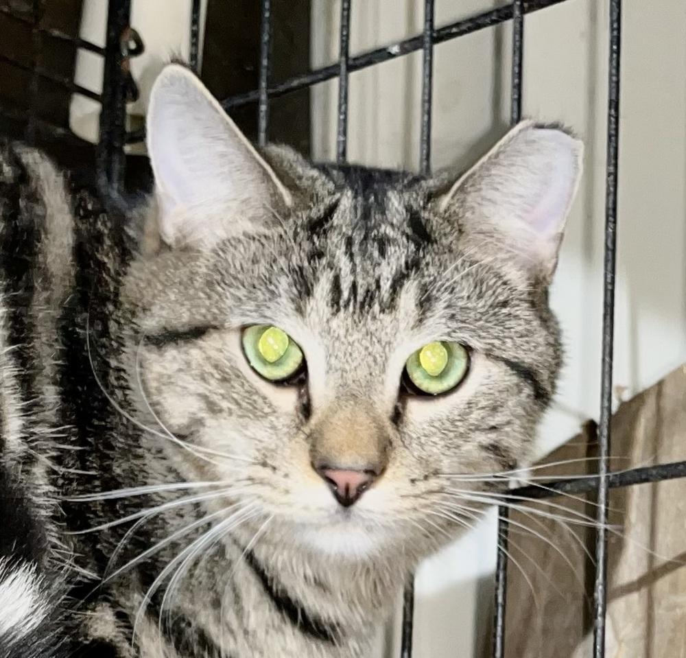 Enlarge Ishmael, a Adoptable mixed breed in Franklin, WV image 4/5