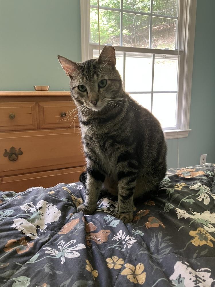 Enlarge Ishmael NO FEE - FREE + FULLY VETTED, a Adoptable mixed breed in Franklin, WV image 5/6