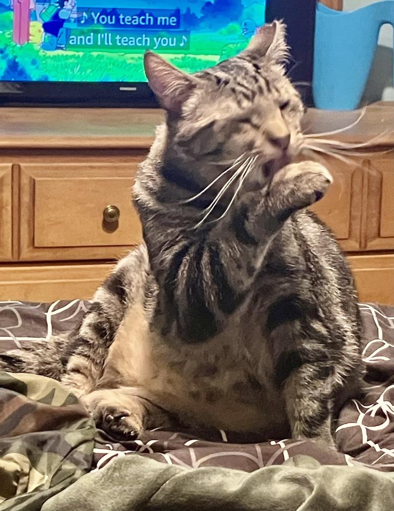 Ishmael - HANDSOME CLASSIC TABBY LAP CAT!, a Adoptable mixed breed in Franklin, WV image 5/6
