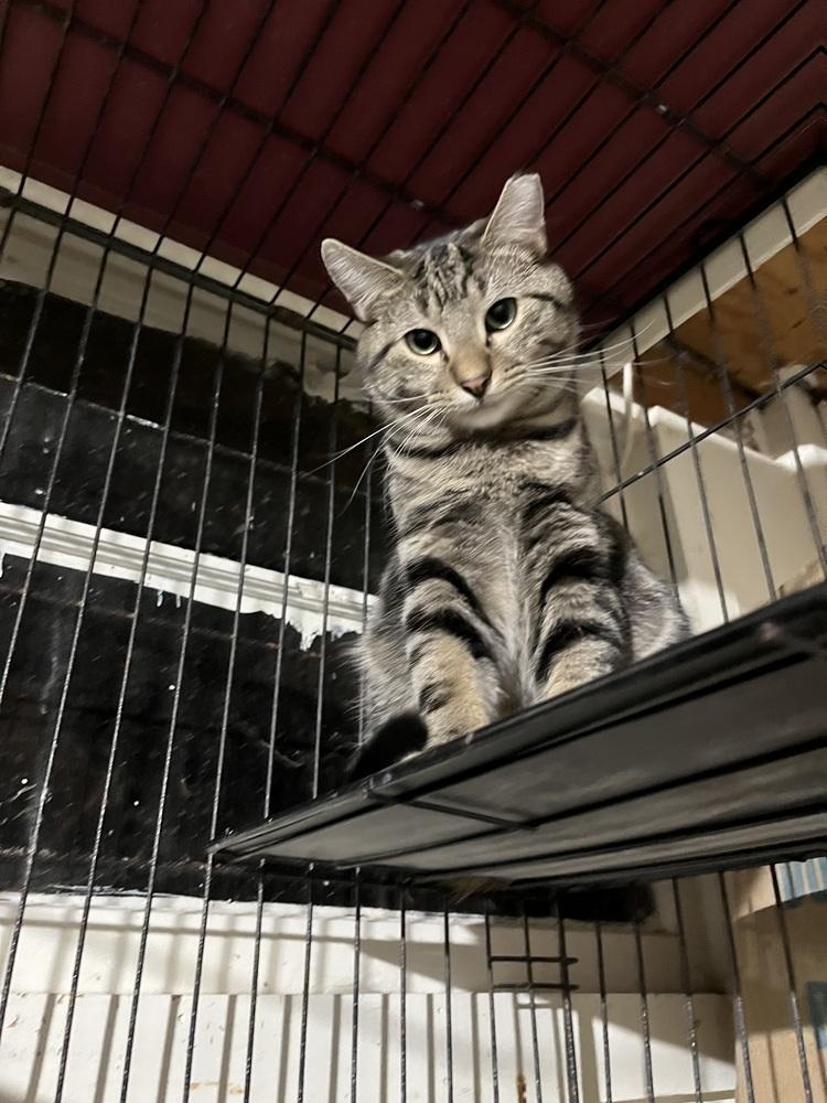 Enlarge Ishmael, a Adoptable mixed breed in Franklin, WV image 5/5