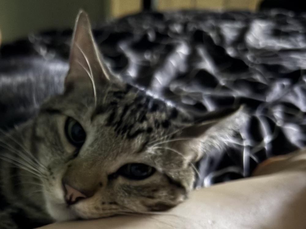 Ishmael - HANDSOME CLASSIC TABBY LAP CAT!, a Adoptable mixed breed in Franklin, WV image 6/6