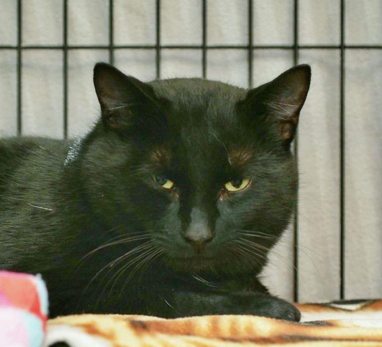 Enlarge Kurt, an adopted Domestic Short Hair in Toronto, ON image 1/1