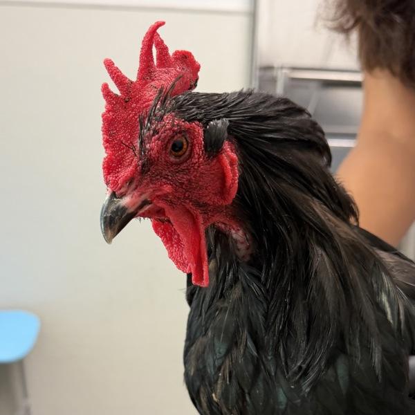 Enlarge Chuck, a Adoptable mixed breed in Escondido, CA image 1/1