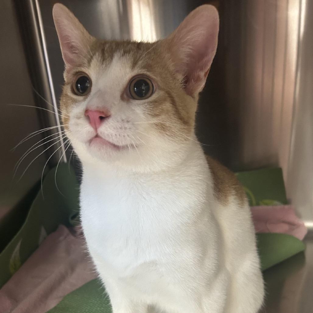 Enlarge Stray Cat, a Adoptable Domestic Short Hair in Rochester, MN image 1/1