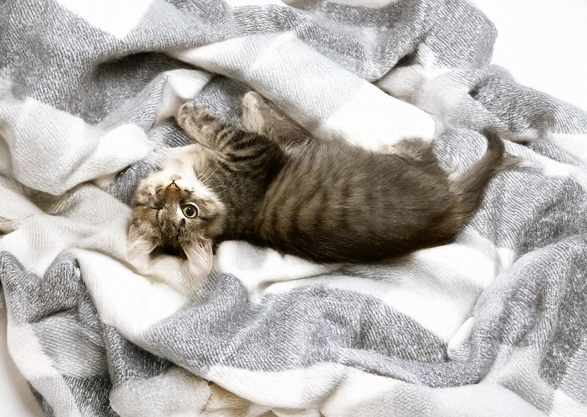 Bastian, a Adoptable Domestic Medium Hair in Durham, NC image 4/5