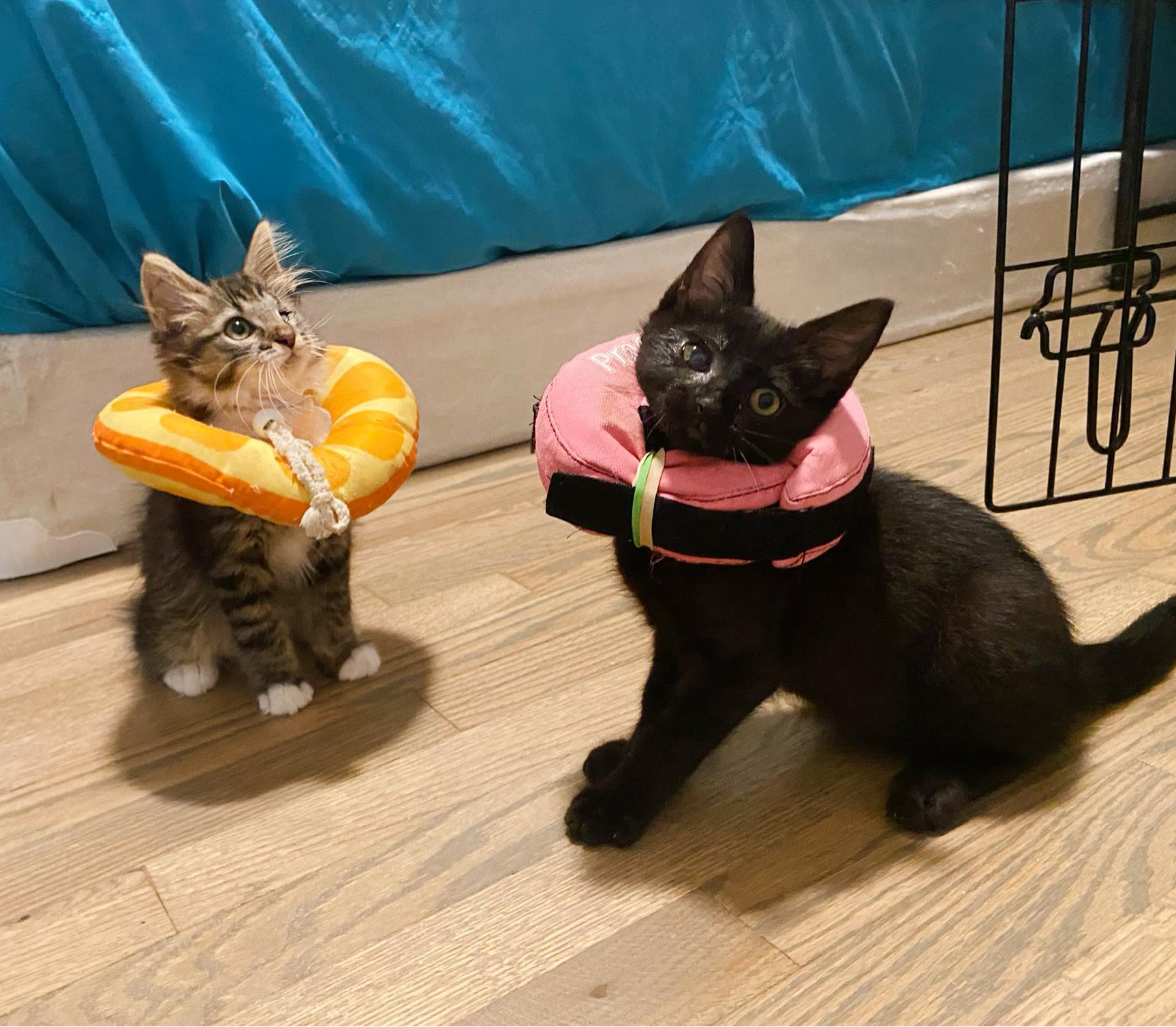 Bastian, a Adoptable Domestic Medium Hair in Durham, NC image 5/5