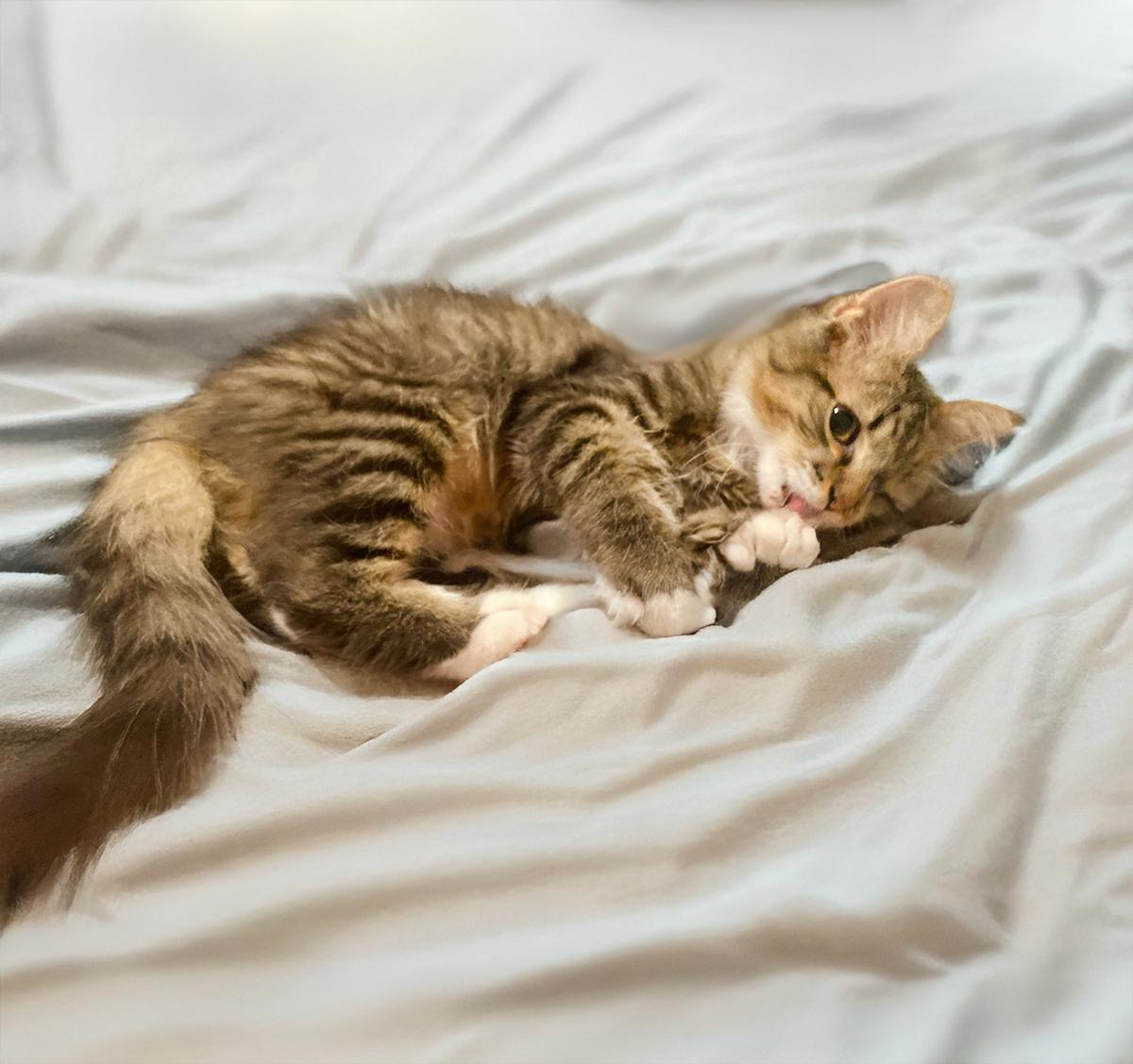 Bastian, a Adoptable Domestic Medium Hair in Durham, NC image 3/5