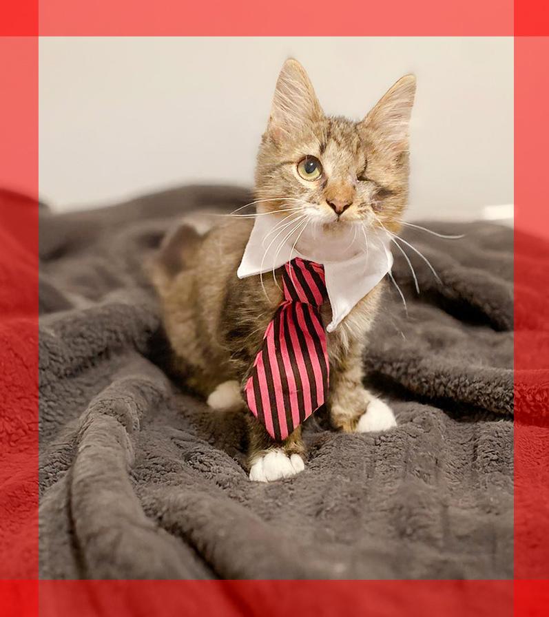 Bastian, Adoptable, Kitten Male Domestic Medium Hair.