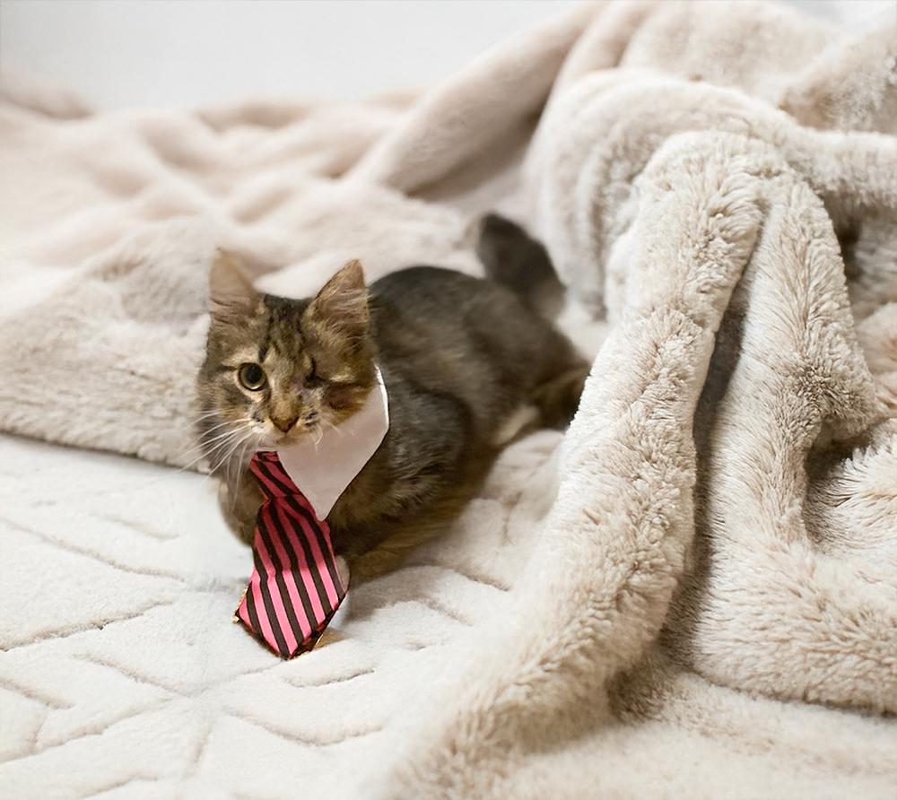 Bastian, a Adoptable Domestic Medium Hair in Durham, NC image 2/5