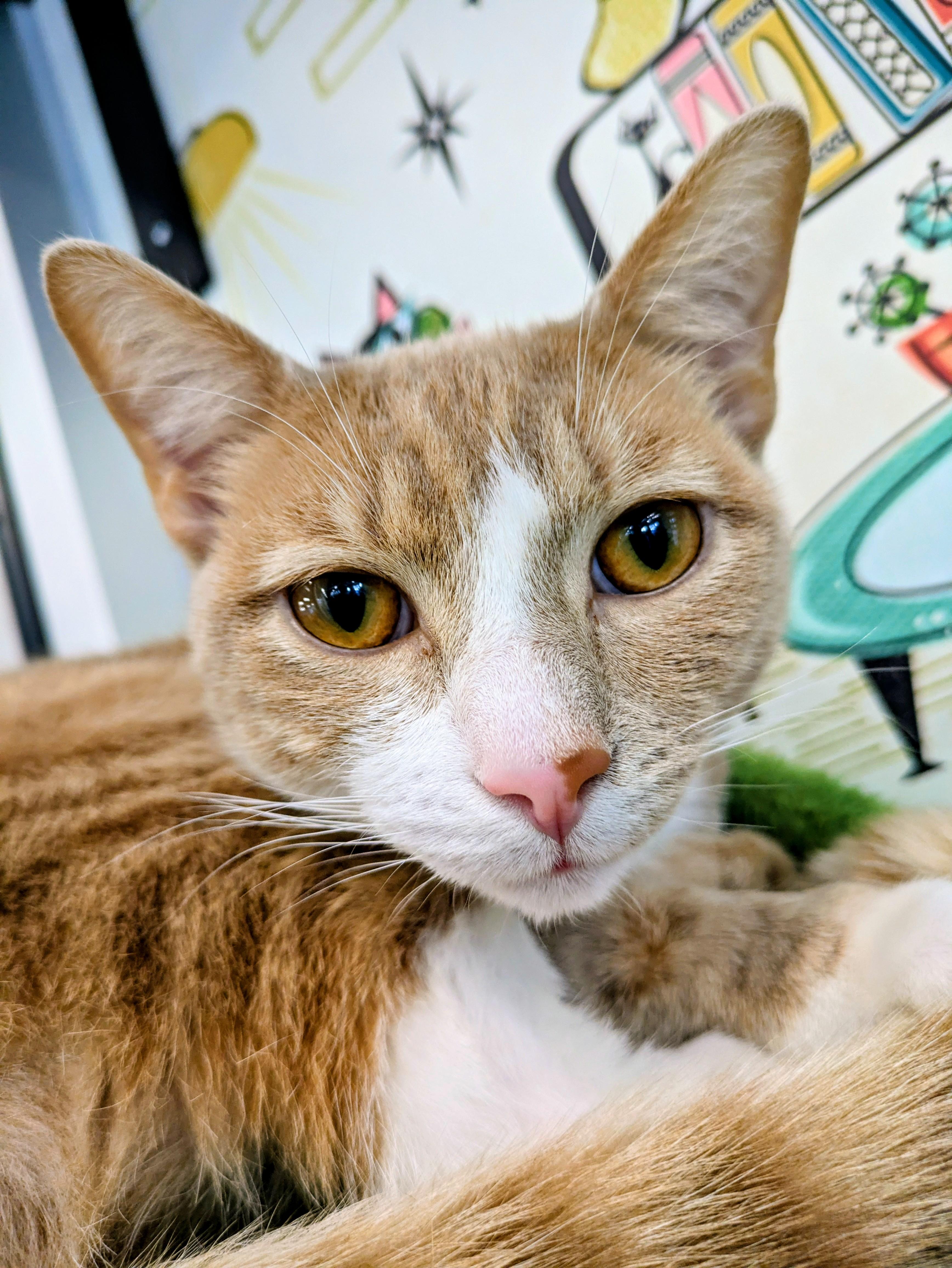 Ted, ADOPTABLE, Young Male American Shorthair.