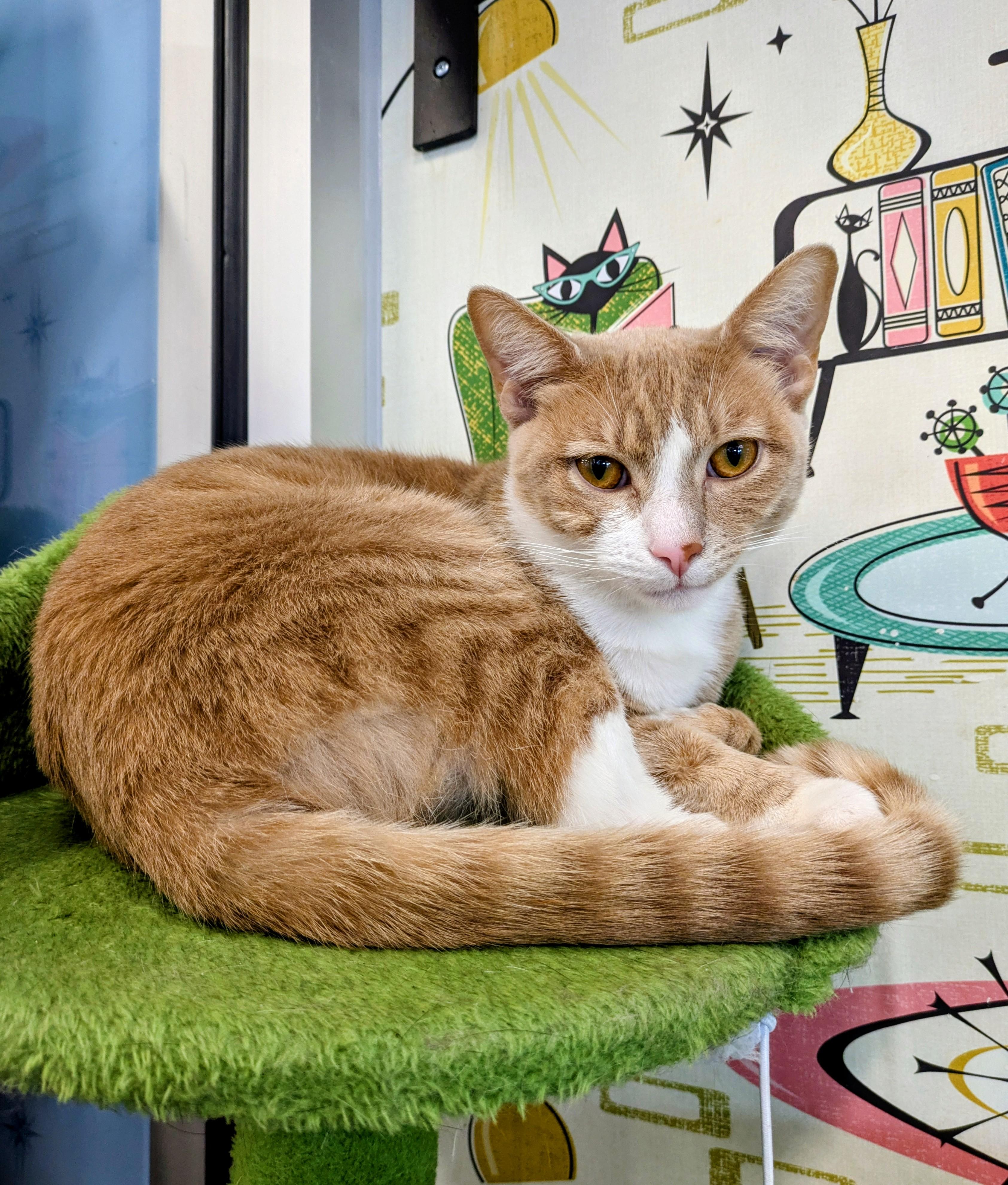 Enlarge Ted, a ADOPTABLE mixed breed in Frederick, MD image 3/3