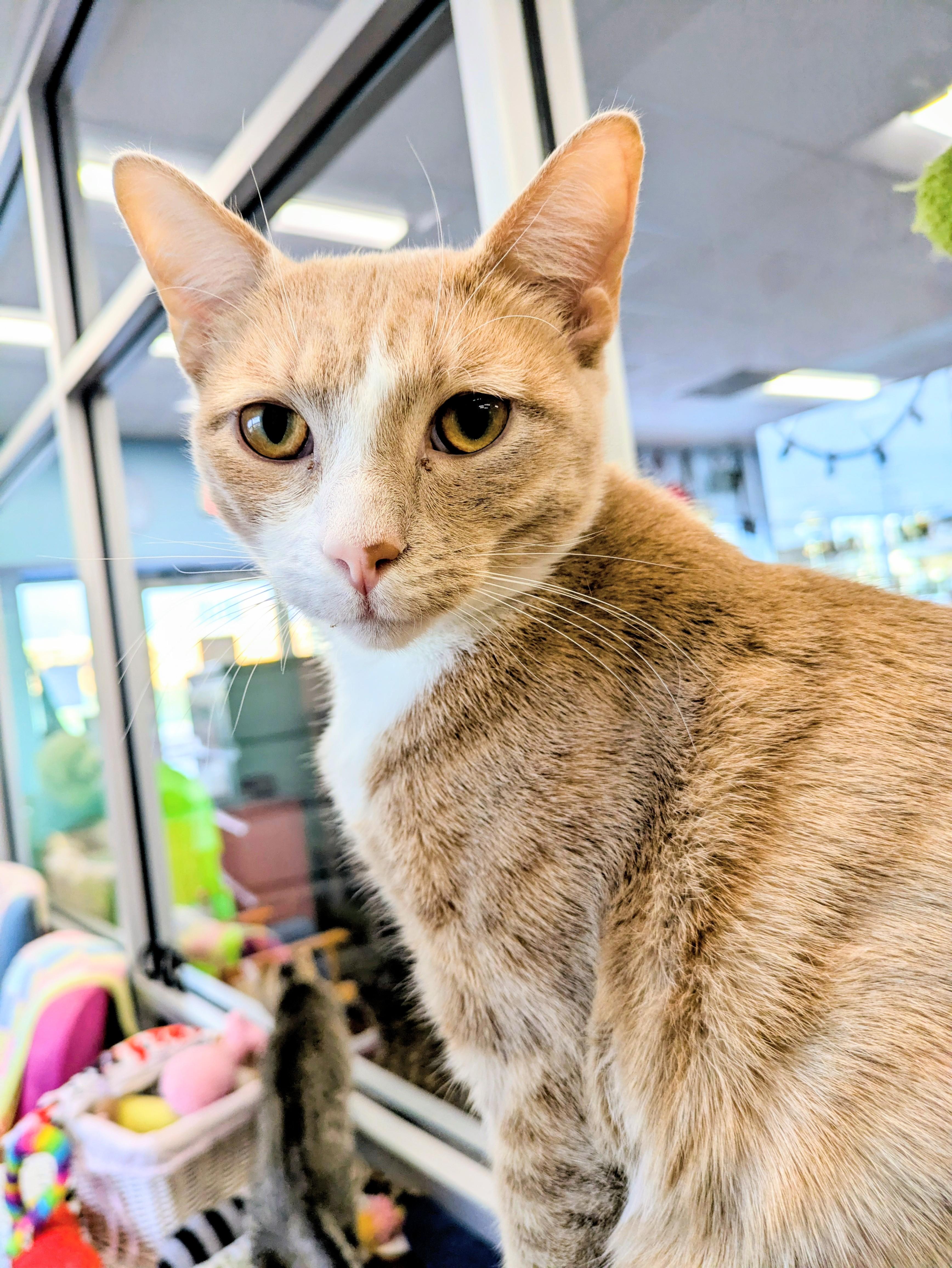 Enlarge Ted, a ADOPTABLE mixed breed in Frederick, MD image 2/3