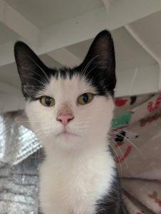 Milly, ADOPTABLE, Adult Female Domestic Short Hair.