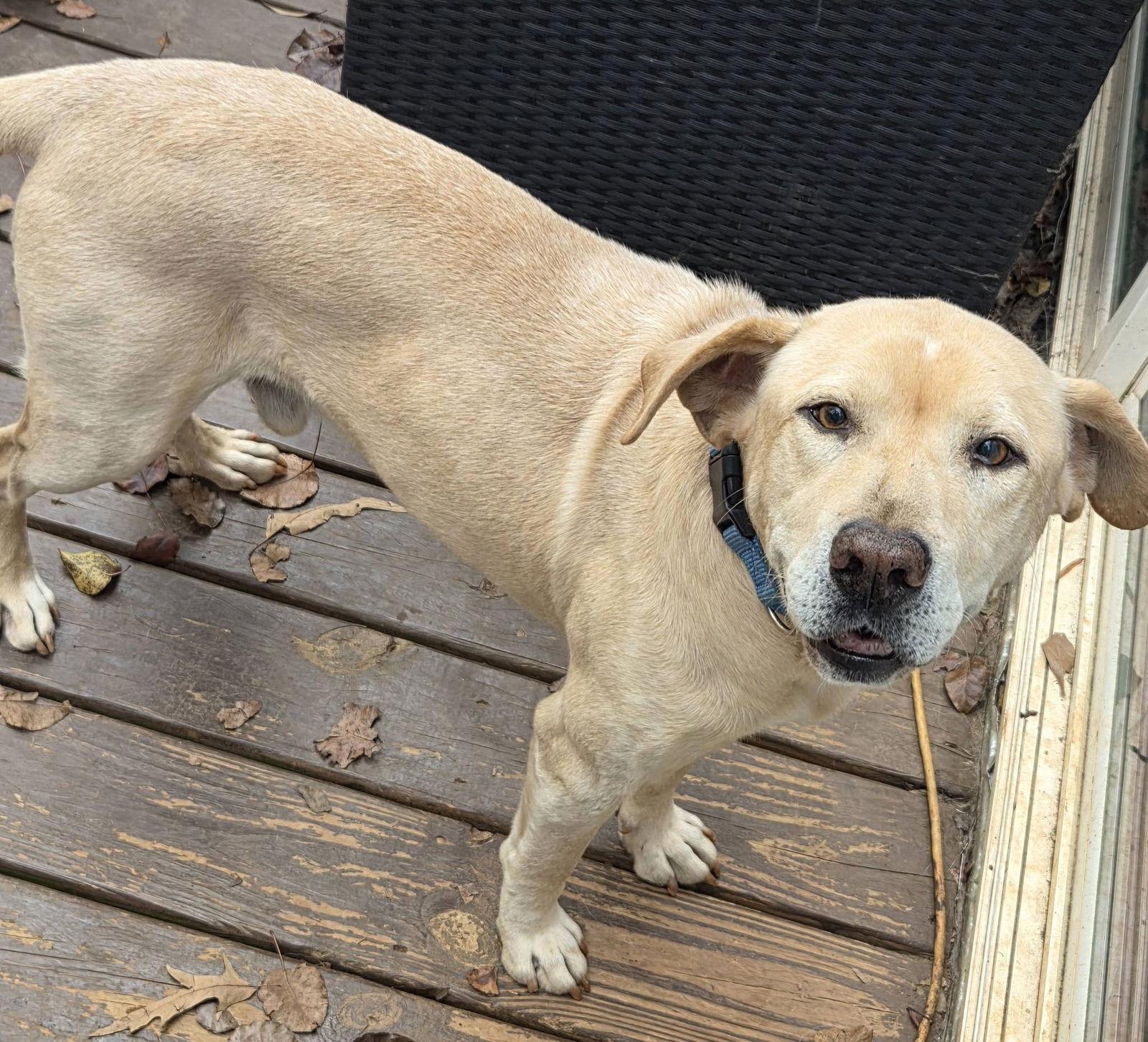 Clancy, a Adoptable Labrador Retriever in Greenville, SC image 1/3