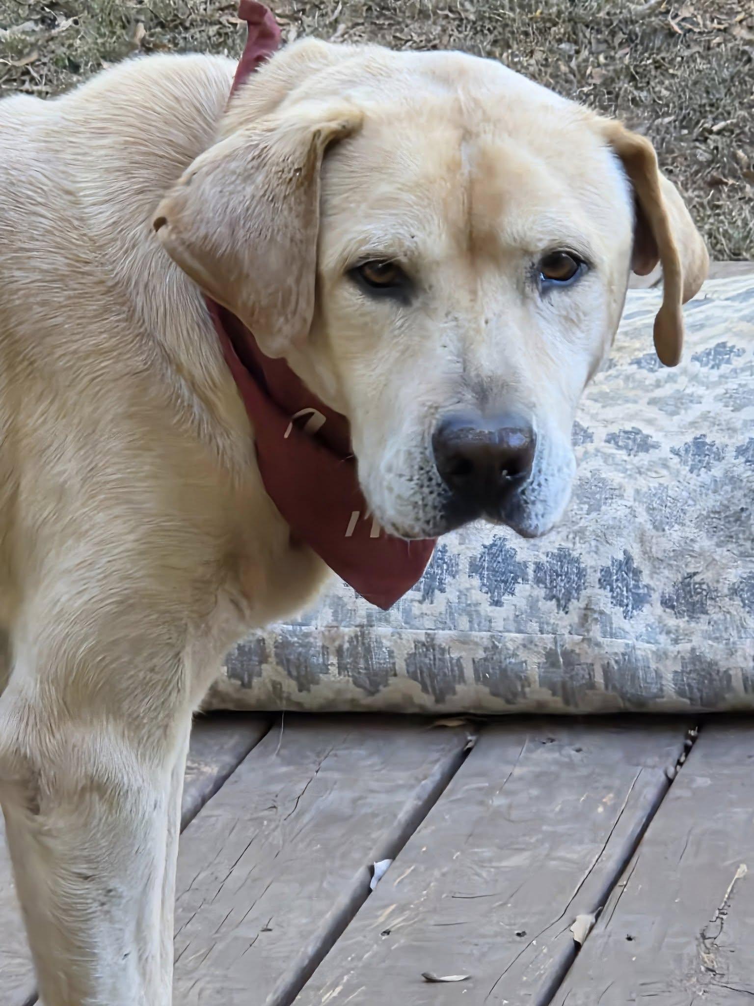 Clancy, a Adoptable Labrador Retriever in Greenville, SC image 2/3