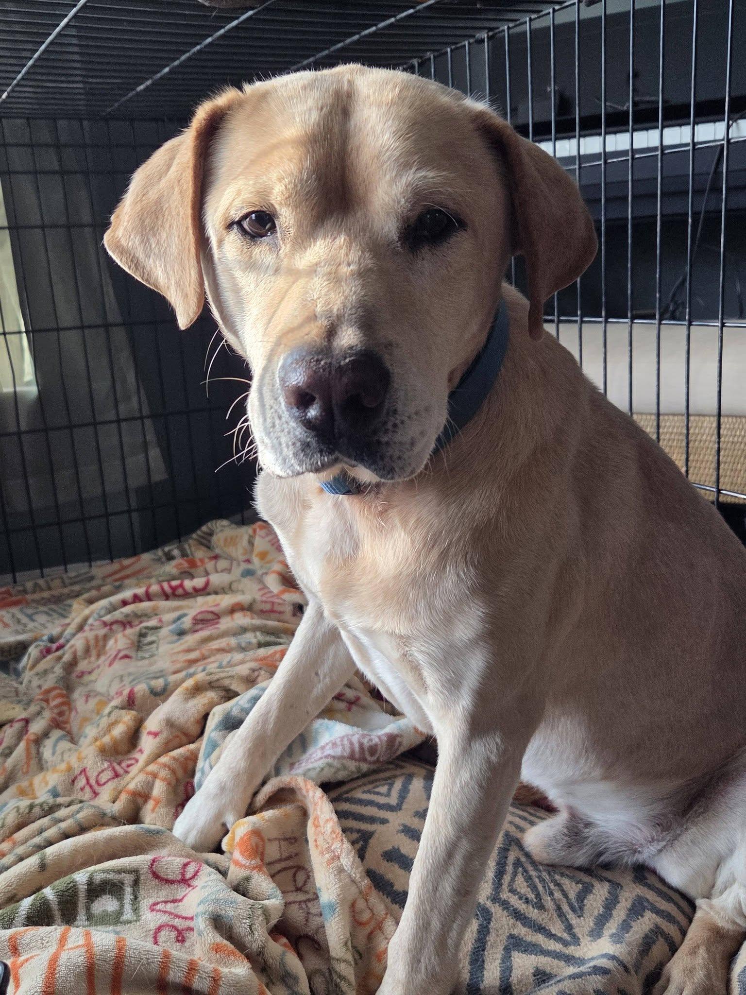 Clancy, a Adoptable Labrador Retriever in Greenville, SC image 3/3