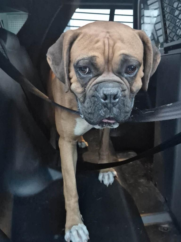 Maximus, Adoptable, Adult Male Boxer.