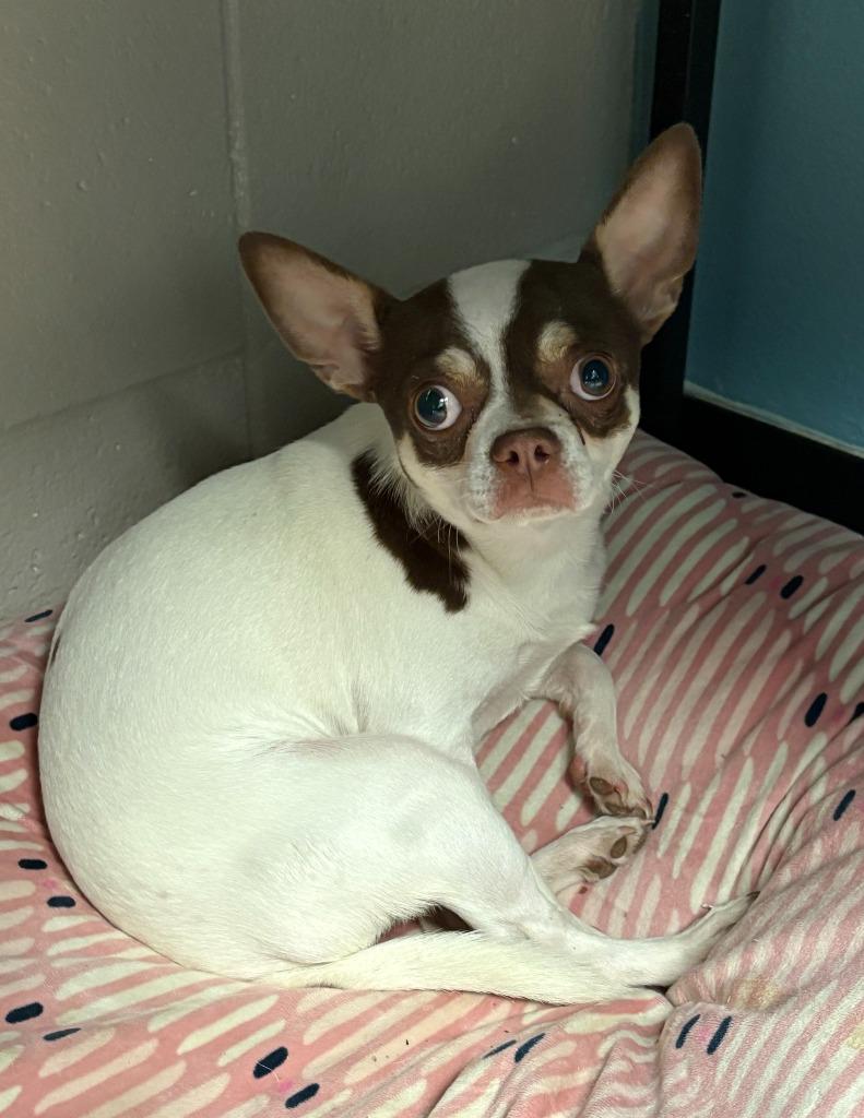 Mort, a Adoptable Chihuahua in Rock Springs, WY image 1/2