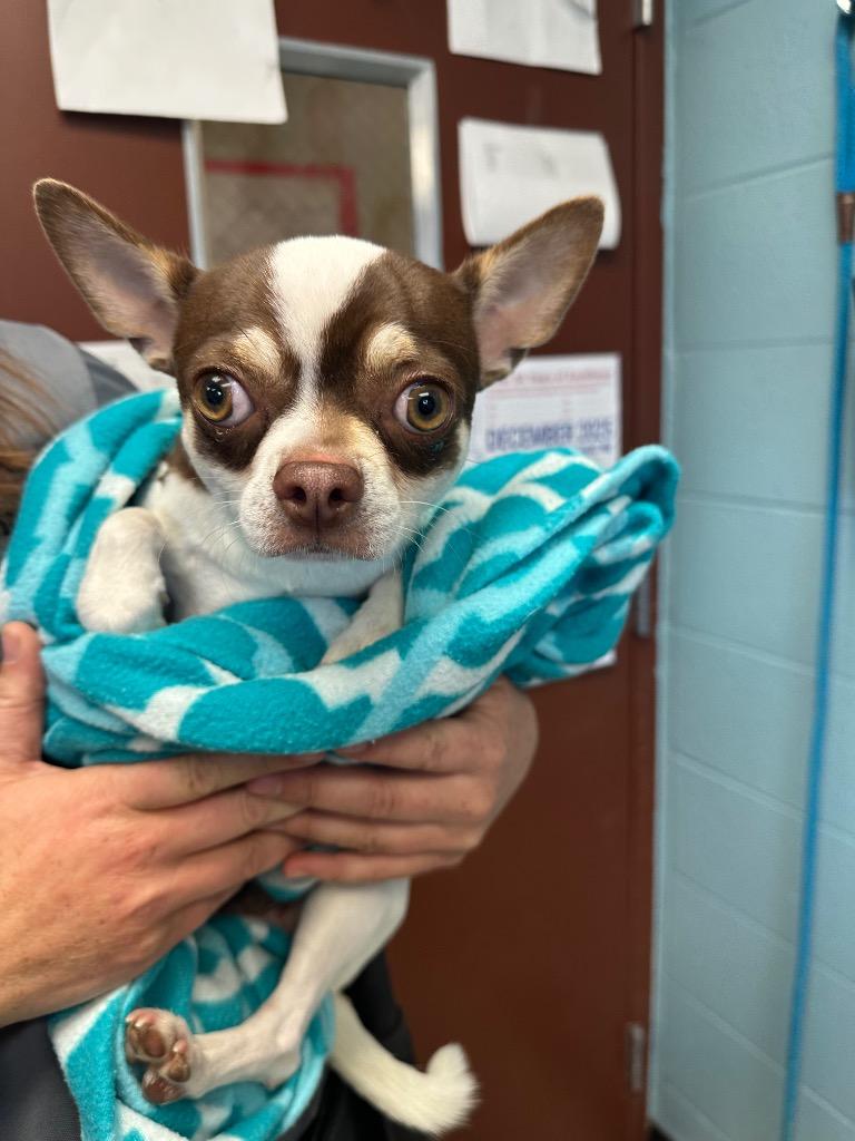 Mort, a Adoptable Chihuahua in Rock Springs, WY image 2/2