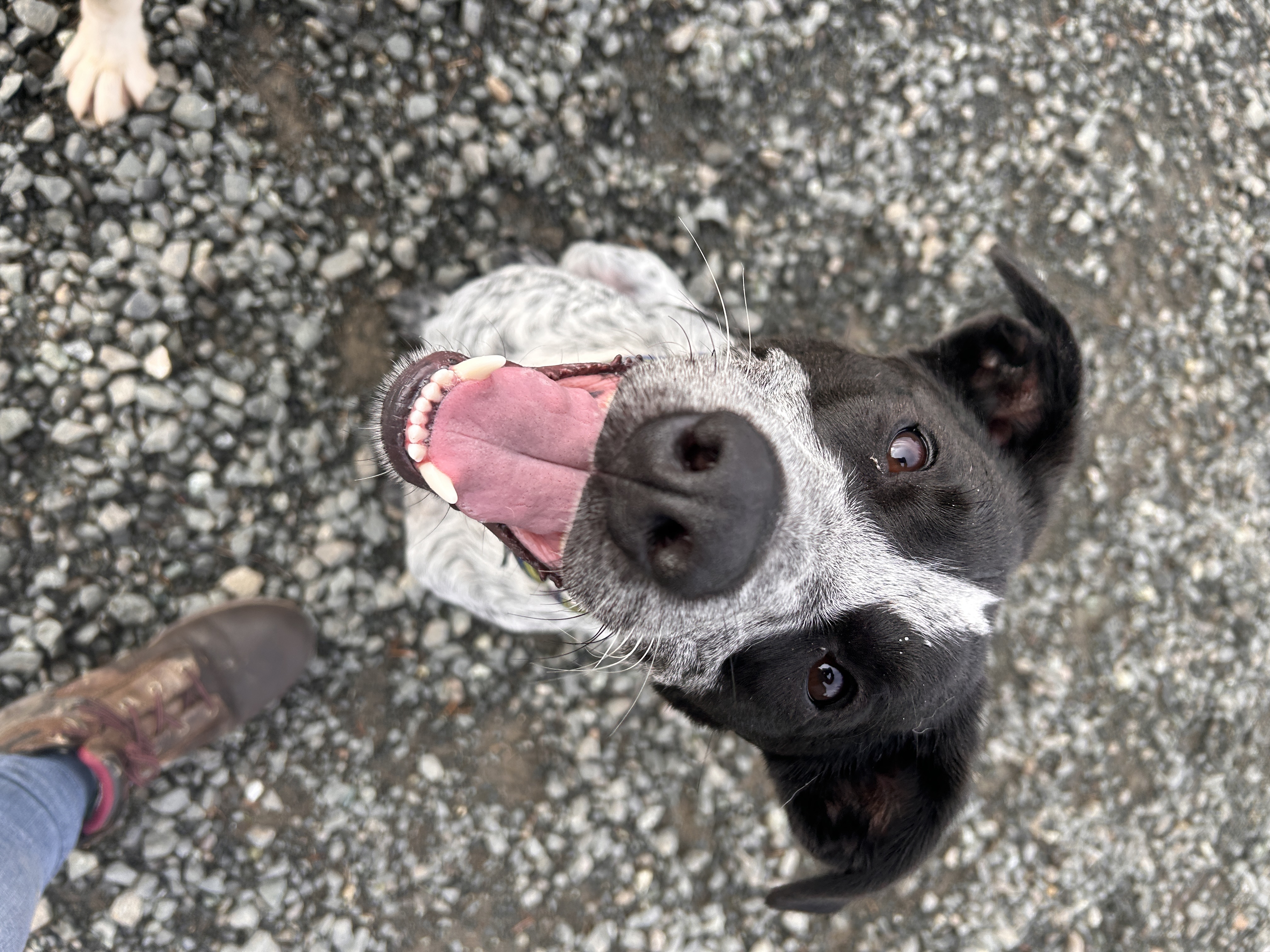 Otis, a Adoptable mixed breed in Port Angeles, WA image 1/3