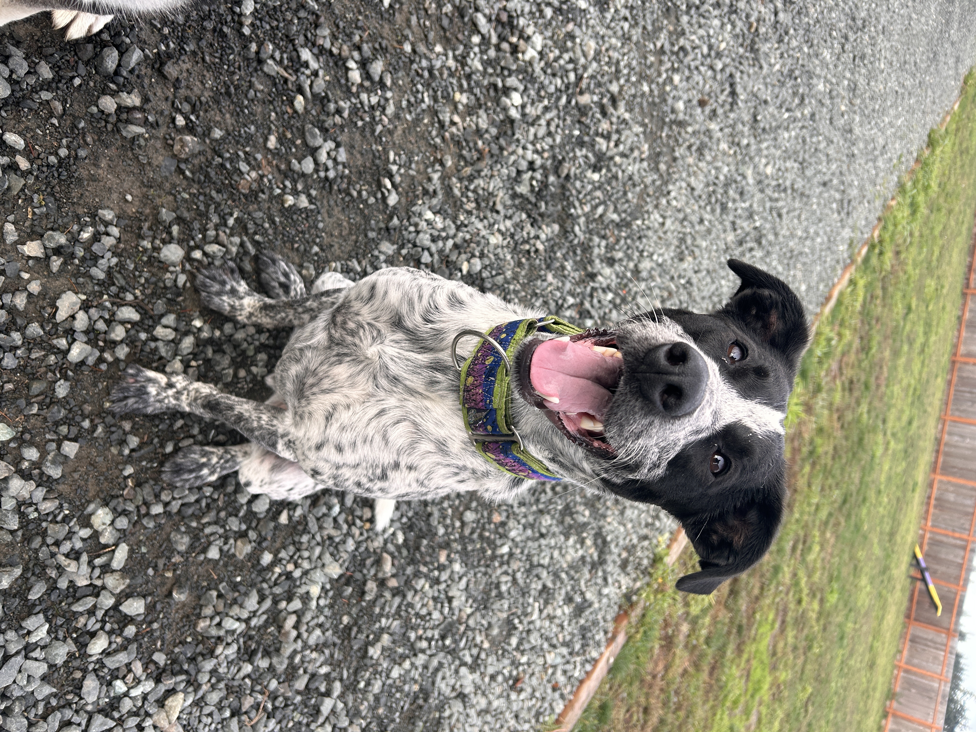 Otis, a Adoptable mixed breed in Port Angeles, WA image 2/3