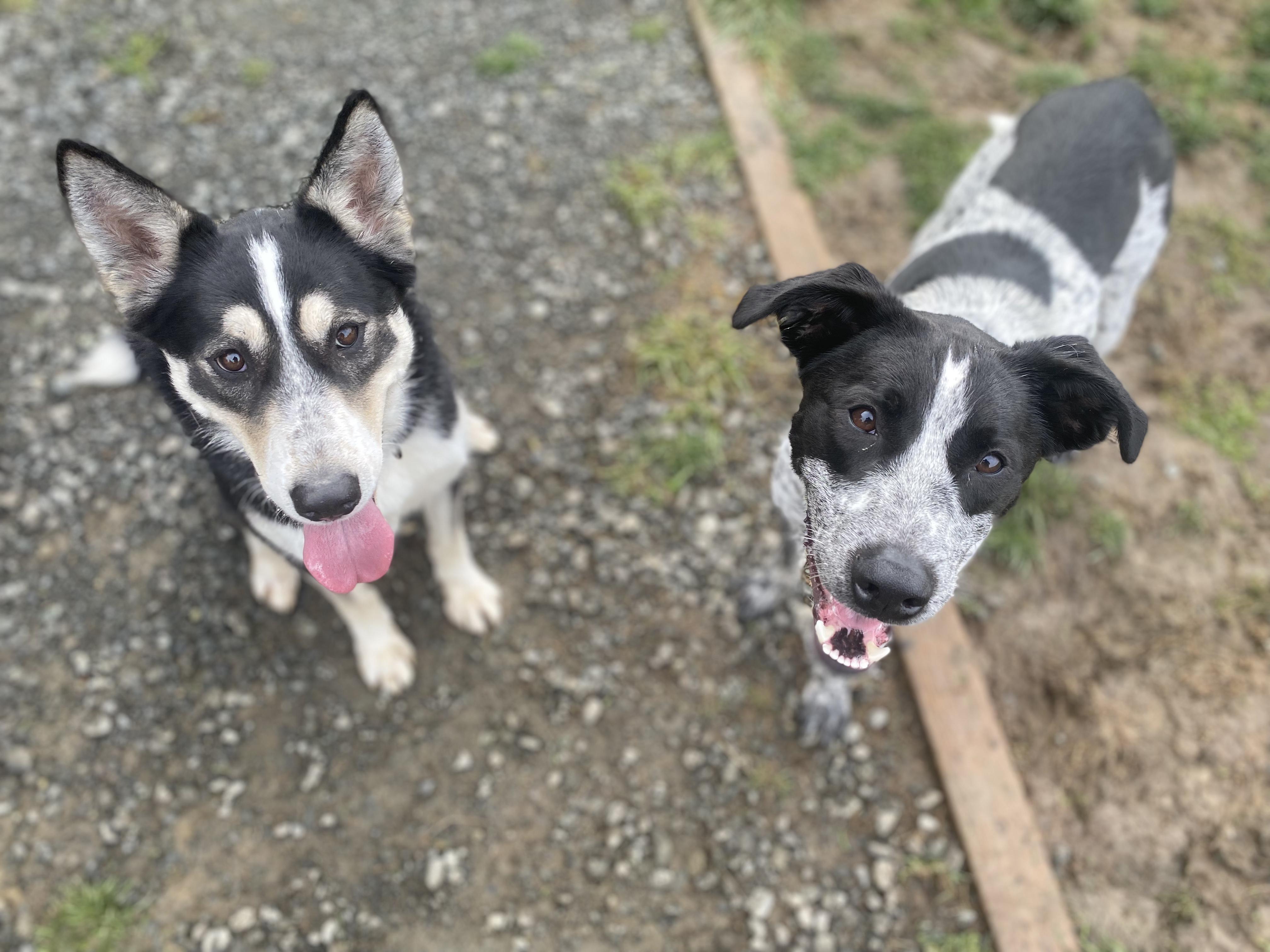 Otis, a Adoptable mixed breed in Port Angeles, WA image 3/3