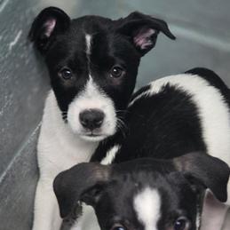 Meet Momma Brittanys Adorable Pups Dont let their less-than-professional headshots fool youthese