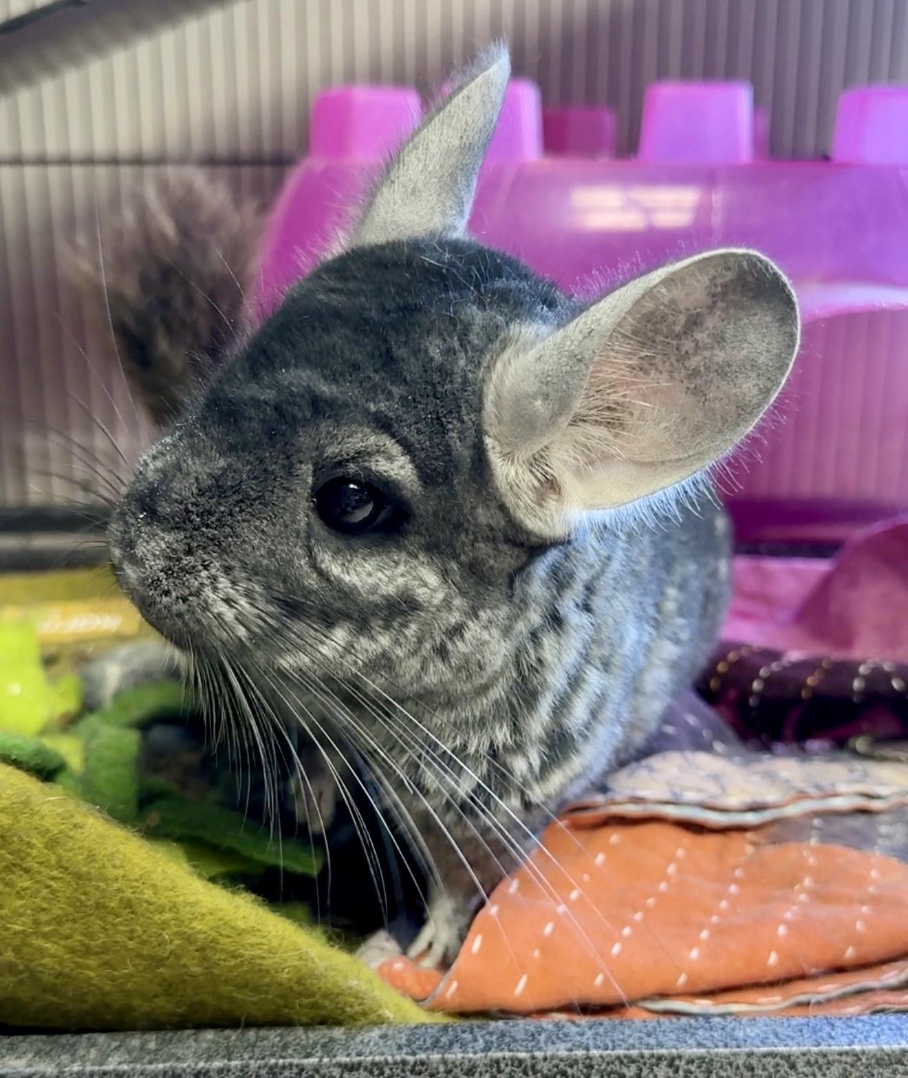 Maura is a baby mush - Chinchilla love - VIDEOS, ADOPTABLE, Young Female Chinchilla.