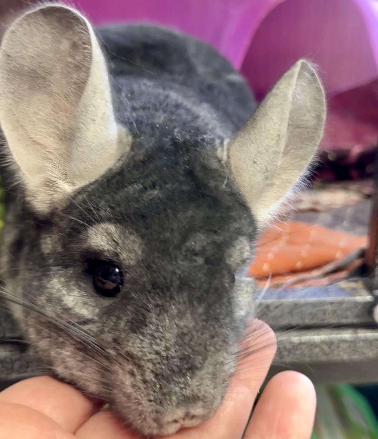 Enlarge Maura is a baby mush - Chinchilla love - VIDEOS, a ADOPTABLE Chinchilla in Bedford Hills, NY image 4/6