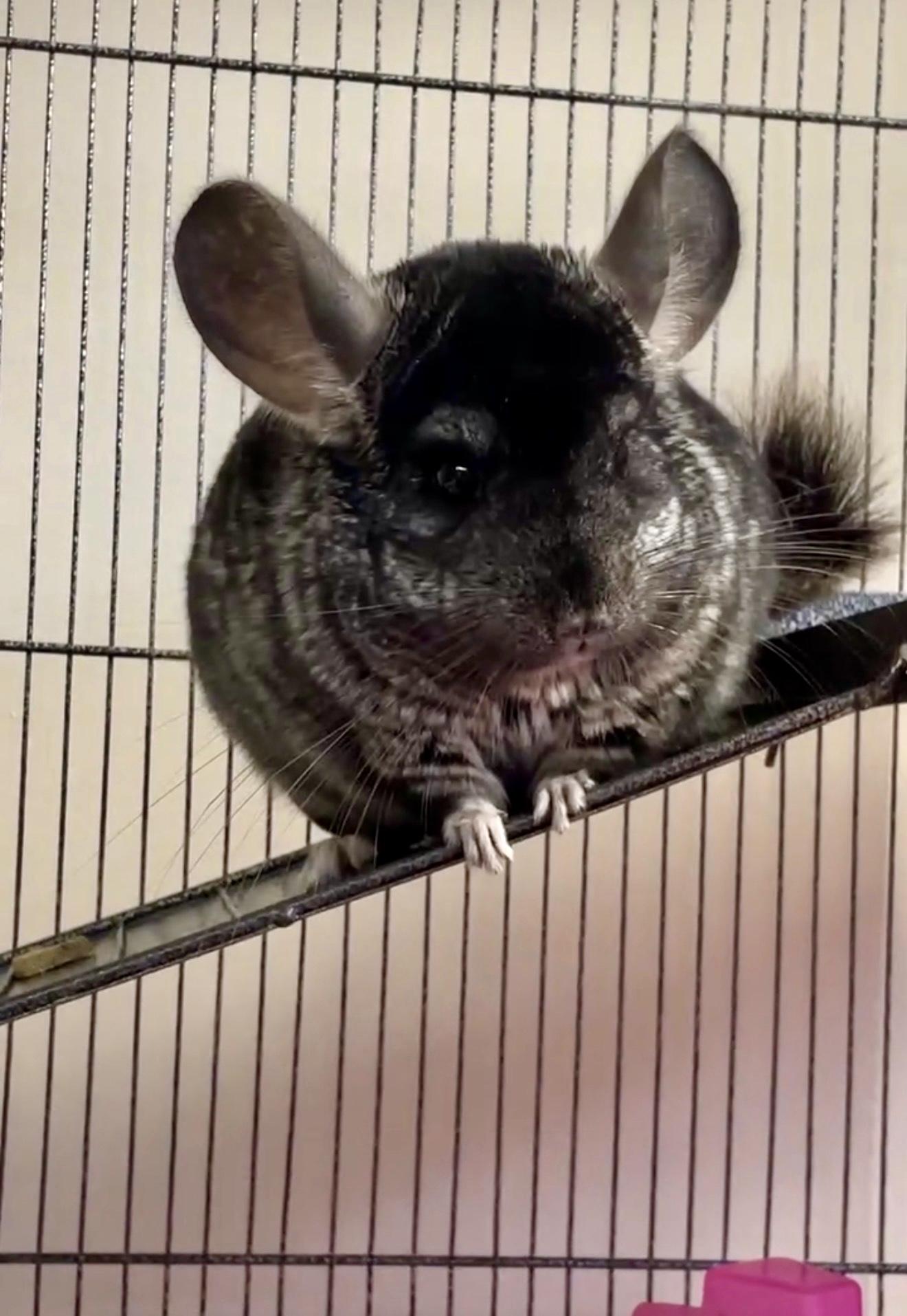 Enlarge Maura is a baby mush - Chinchilla love - VIDEOS, a ADOPTABLE Chinchilla in Bedford Hills, NY image 2/6
