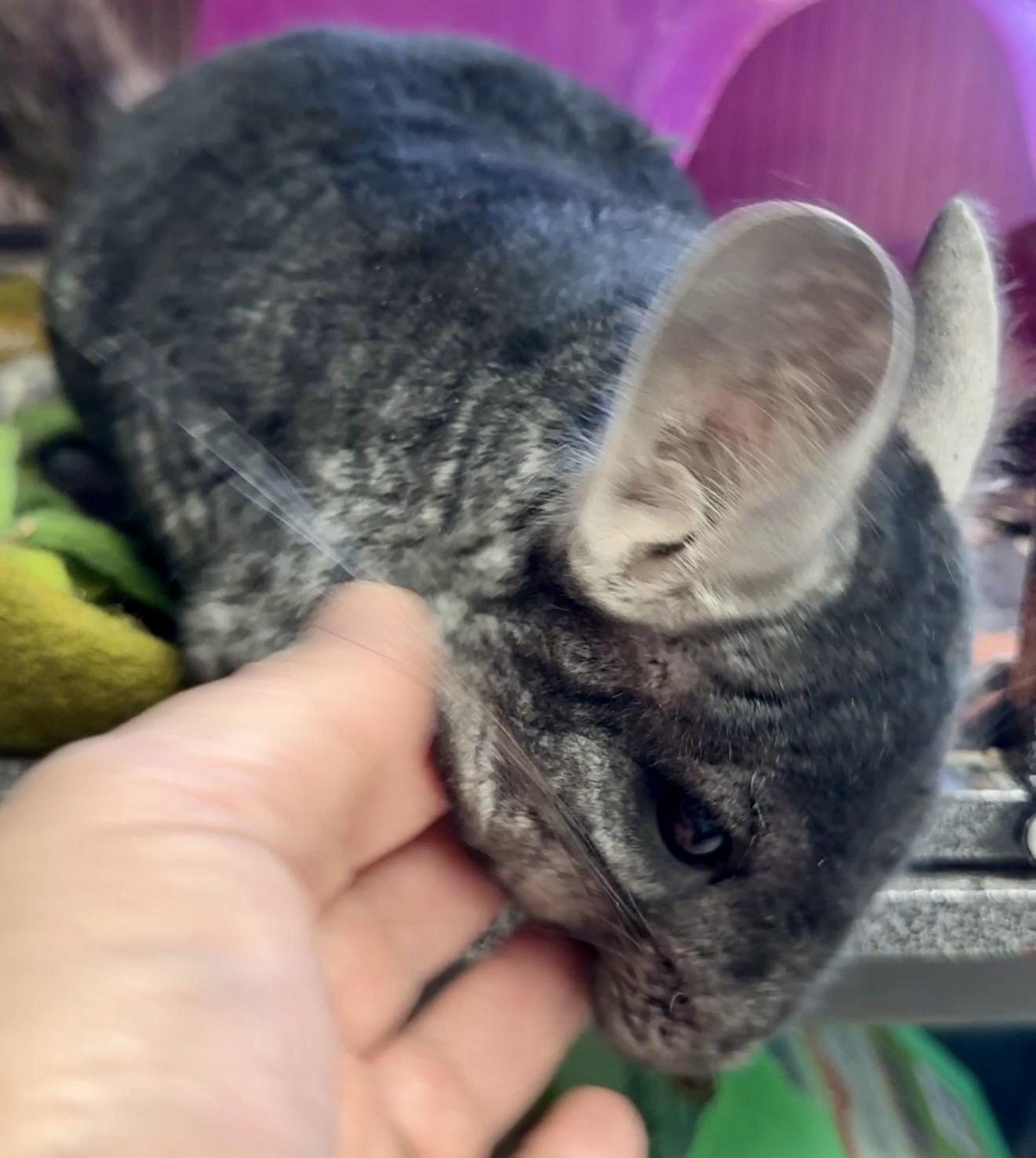 Enlarge Maura is a baby mush - Chinchilla love - VIDEOS, a ADOPTABLE Chinchilla in Bedford Hills, NY image 6/6